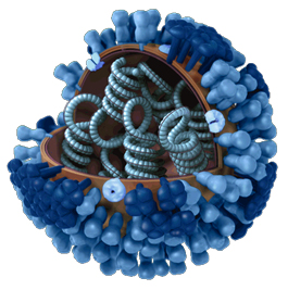 Influenza Virus