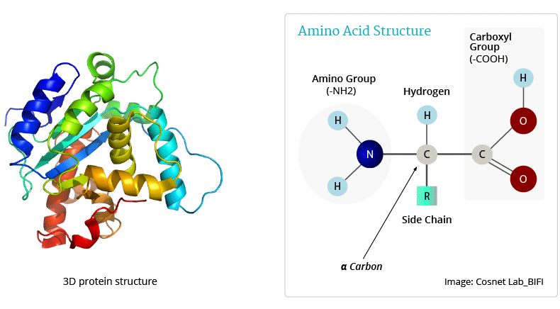 Amino Acid Structure