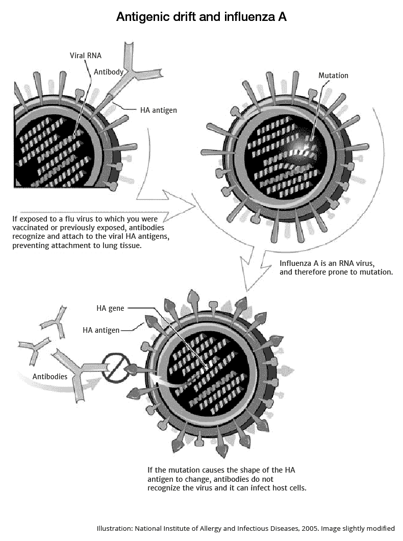 Antigenic driff and influenza A