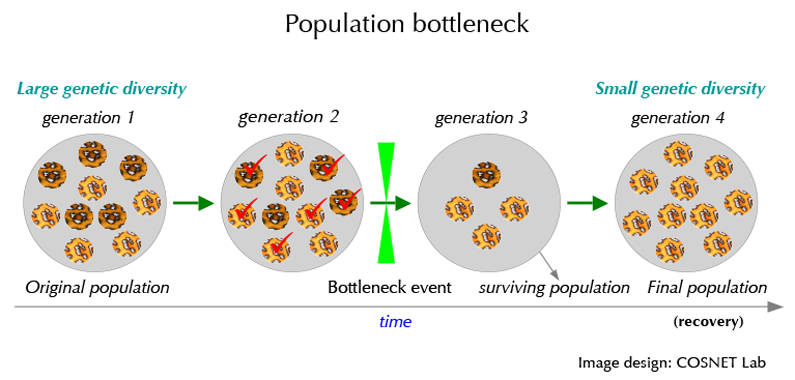 Population bottleneck