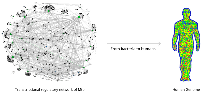 From bacteria to humans