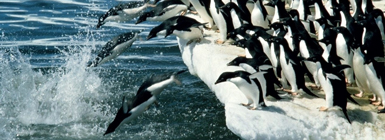 Adélie penguins