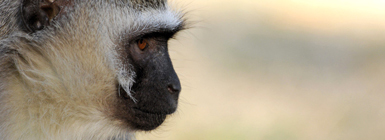 Vervet monkeys