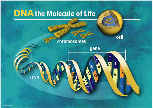 DNA the molecule of life